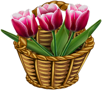 a basket of pink tulips 